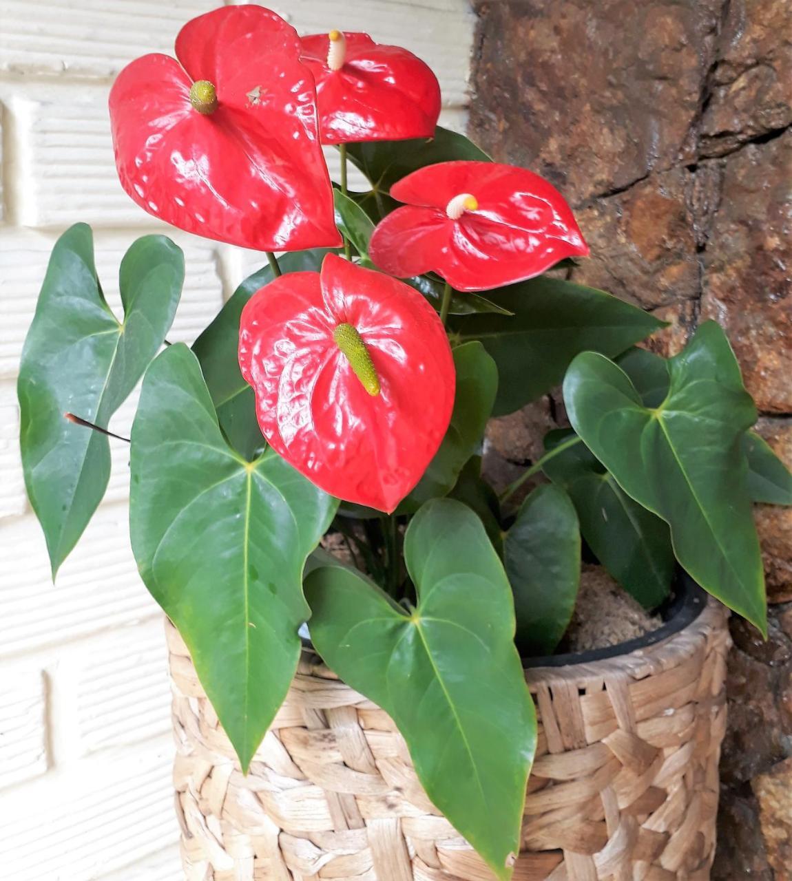 Hotel Poblado Campestre เมเดยิน ภายนอก รูปภาพ